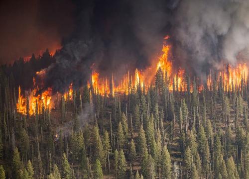 Wildfire burning forest. 