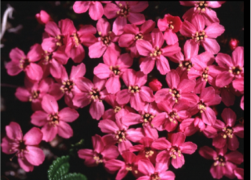 Moss campion plant photo by Dan Doak