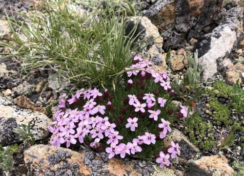 Moss campion (pink flowering plant)