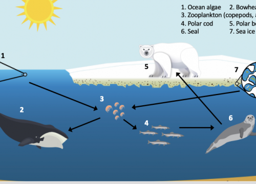 Arctic food web