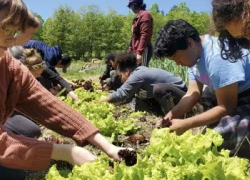 Ground of people gardening