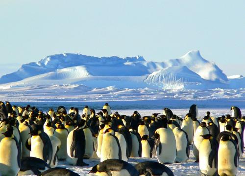 Emperor penguins in Antarctica 