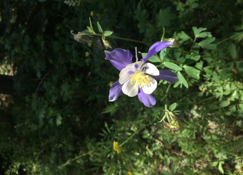 Columbine flower surrounded by greenery