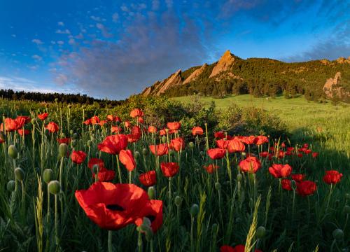 A vibrant field of red poppies in full bloom with green buds scattered among them, set against a backdrop of lush green meadows, dense forest, and the jagged sandstone Flatirons rock formations under a bright blue sky with scattered clouds