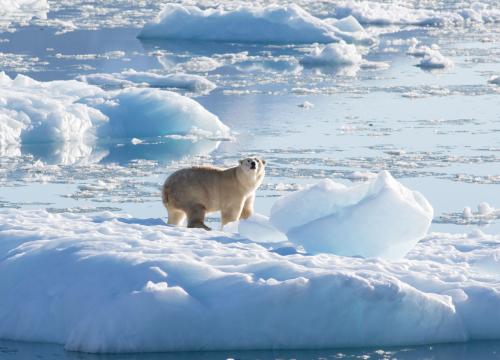 Polar bear in Greenland on a glacier. Credit: Thomas Johansen, NASA.