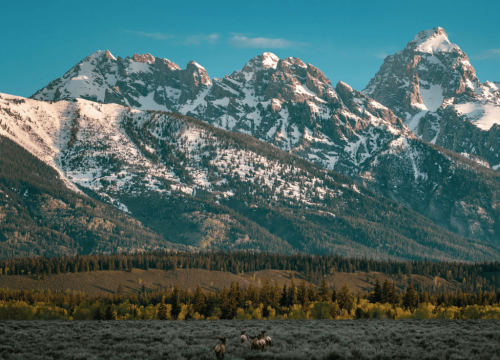 A herd of elk moves towards a pine forest at the base of a mountain range.