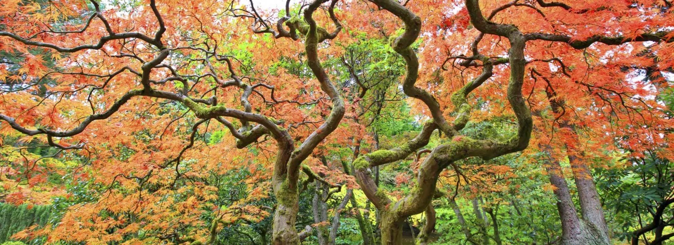 Japanese maple tree