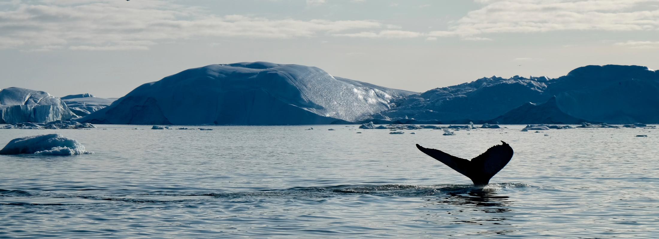 QGreenland interface