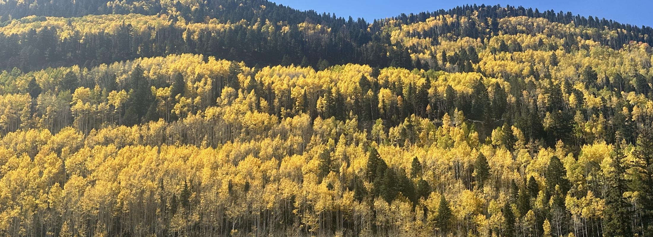 Aspen trees!