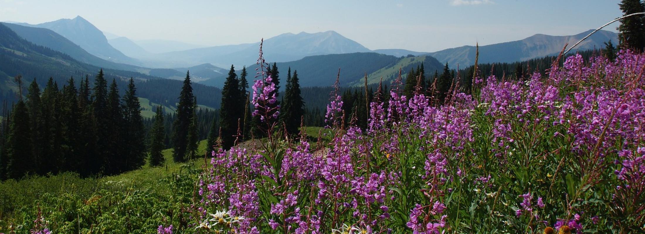 Mountain Wildflowers 