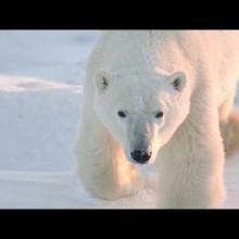 M5 L4: Adaptations to Life in Sea Ice with Dr. Jeff Bowman