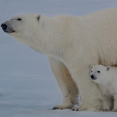 Mother and baby polar bear