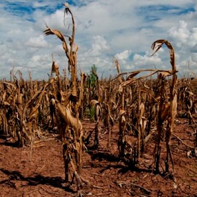 dry corn stalks