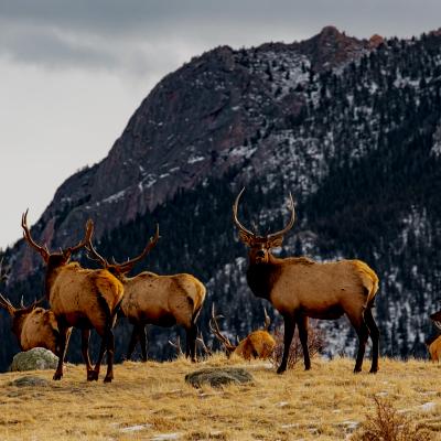 Ecosystems of Rocky Mountain National Park Link Tile