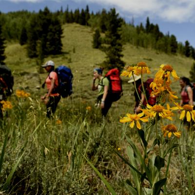 Yellow flowers and people hiking behind it 