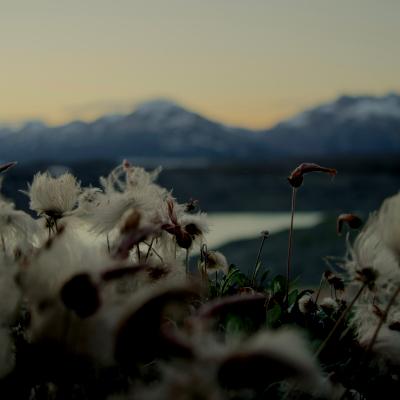 Zoomed in flowers blooming with mountain and river in the back
