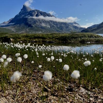 White flowers in the forefront of the image with green grass, lake and mountain in the back