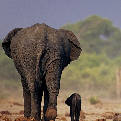 A rear view of an adult elephant walking alongside a baby elephant on a dusty path, with blurred green trees in the background.