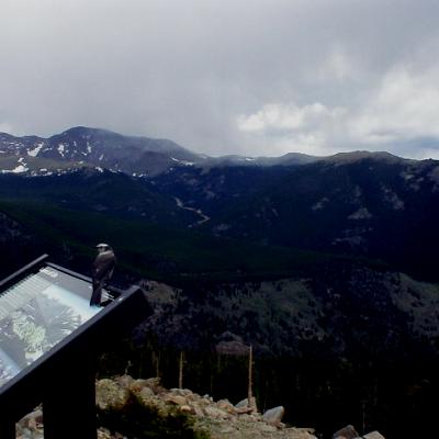 bird on information sign in rocky mountain national park