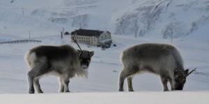 Two caribous on snow packed terrain, one is looking at the camera and the other is looking down at the ground