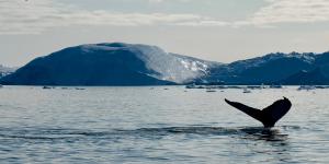 Whale tale sticking out of ocean with mountains in the back
