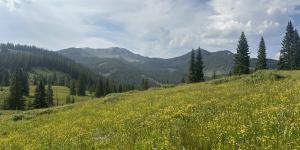 Mountain valley with trees and yellow flowers