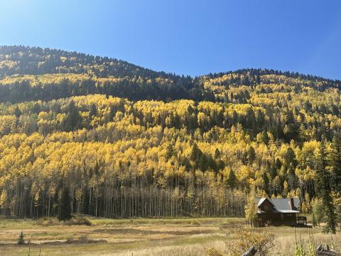 Aspen trees!