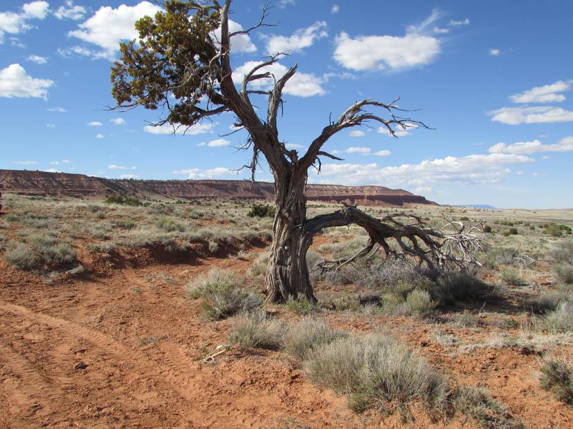 “Lonely Tree”