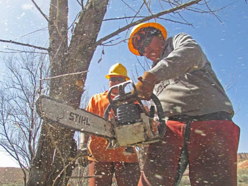 Man cutting a tree