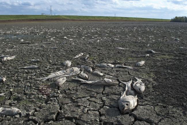 The carcasses of dead fish lie in a dry lake bed.