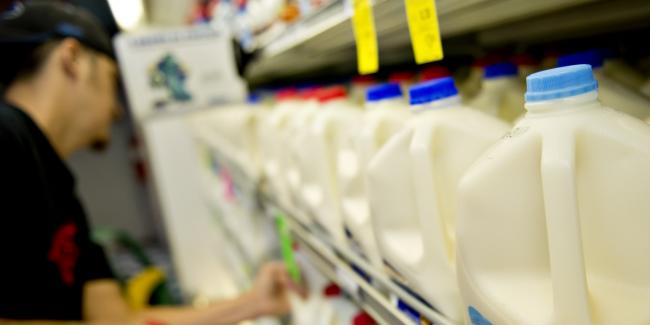 A grocer checks milk on a shelf at a grocery store.