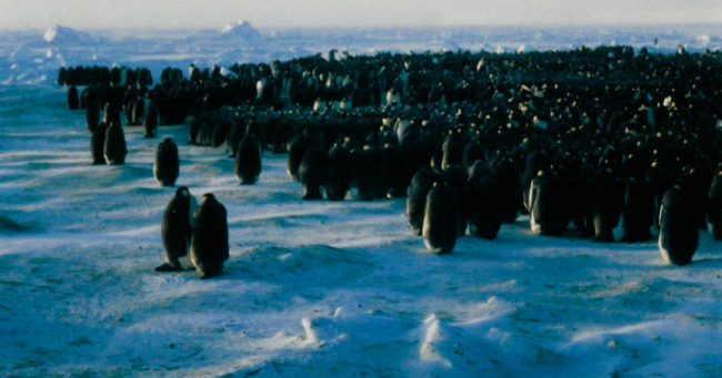 Emperor penguin colony