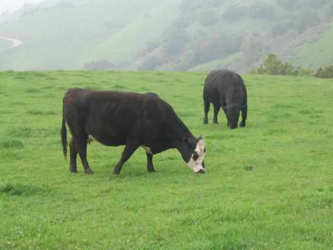 Cows grazing