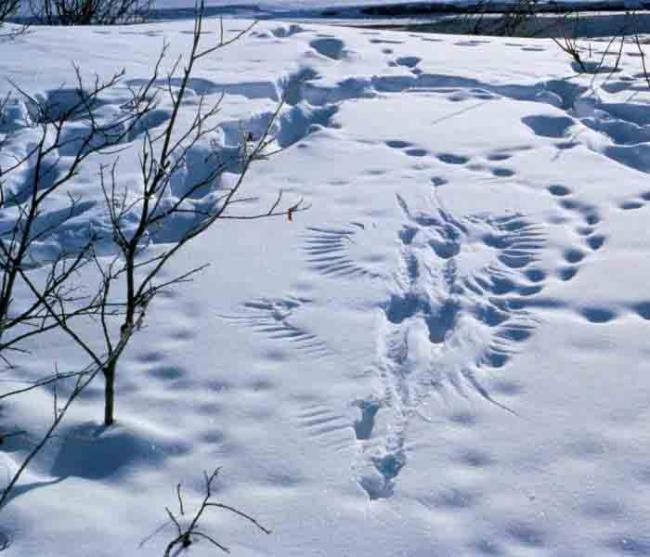 Human footprints and wildlife tracks converge at Arctic National Wildlife Refuge in Alaska. 