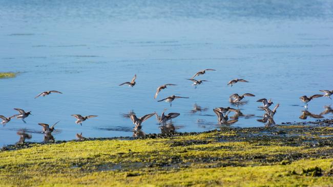 Flock of birds landing at Elkhorn Slough.