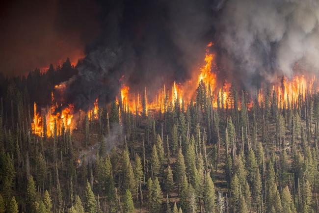 Wildfire burning forest. 