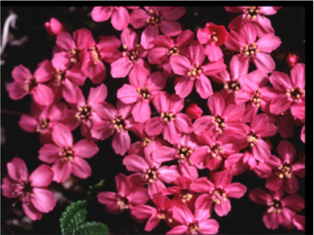 Moss campion plant photo by Dan Doak