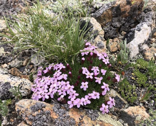 Moss campion (pink flowering plant)