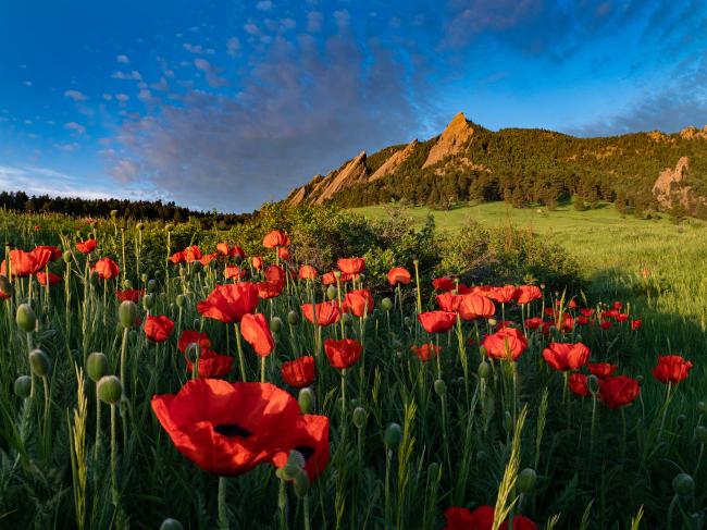 A vibrant field of red poppies in full bloom with green buds scattered among them, set against a backdrop of lush green meadows, dense forest, and the jagged sandstone Flatirons rock formations under a bright blue sky with scattered clouds
