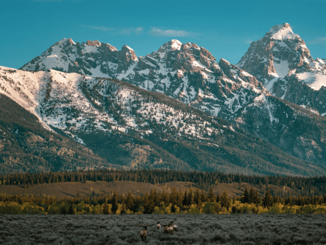 A herd of elk moves towards a pine forest at the base of a mountain range.