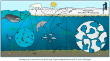 Central Arctic food web